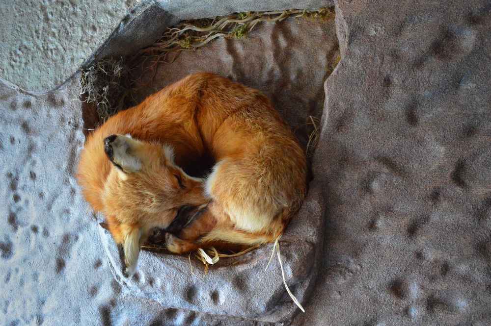 model of a baby fox