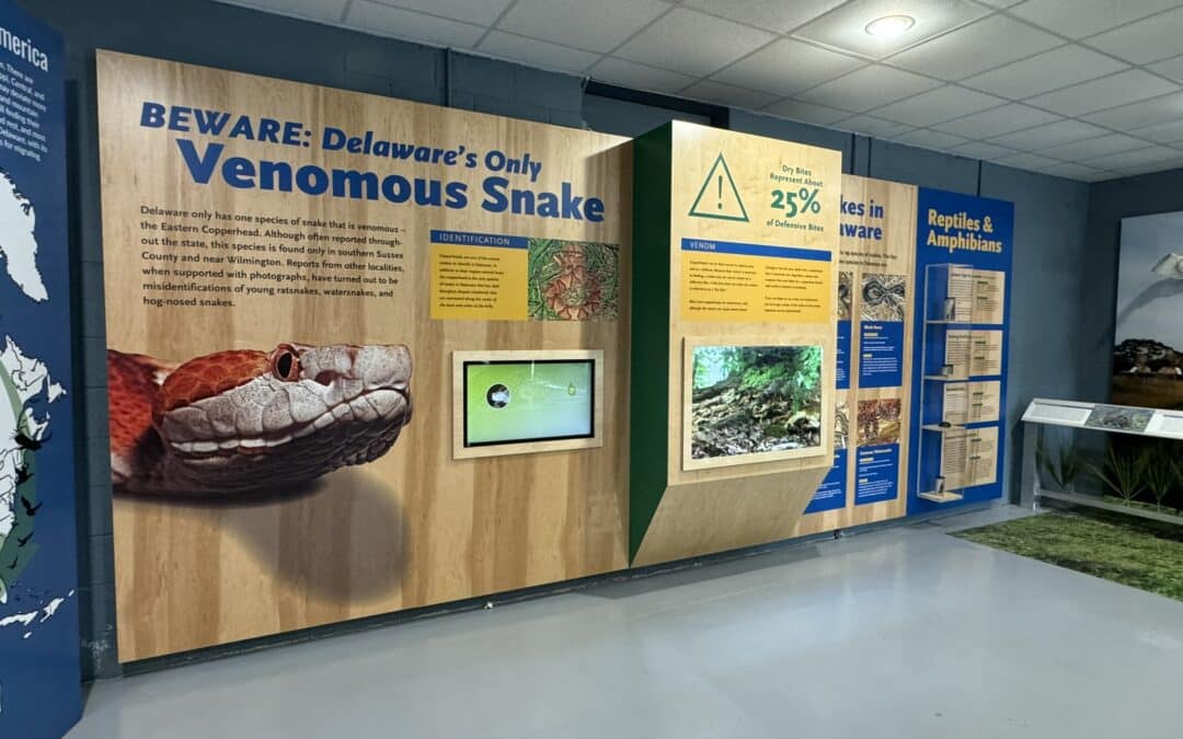 Image of DNREC venomous snake exhibit