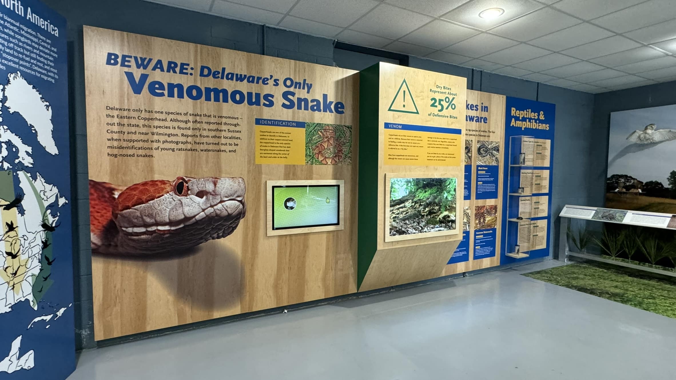 Image of DNREC venomous snake exhibit