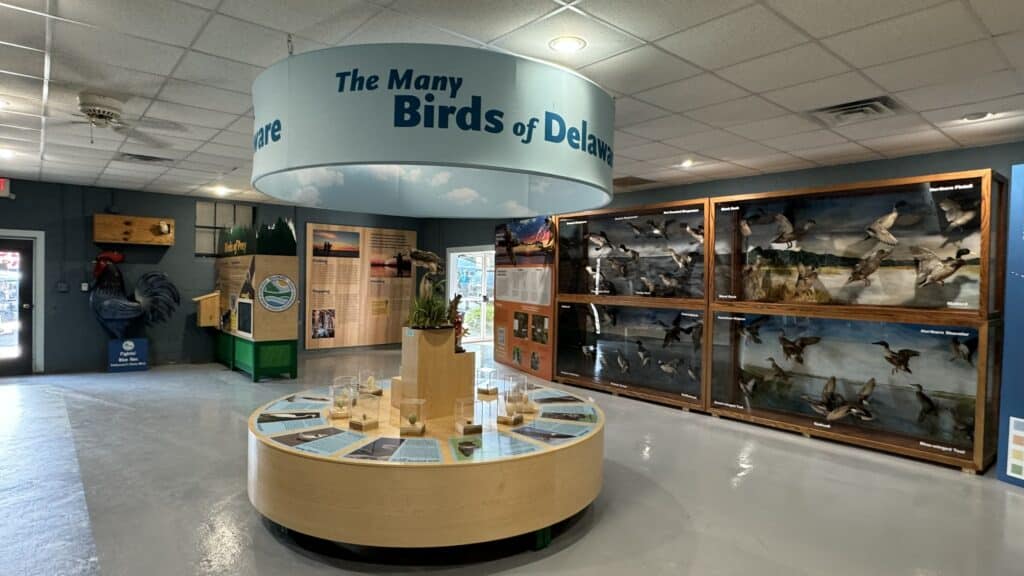 DDNR Birds Display